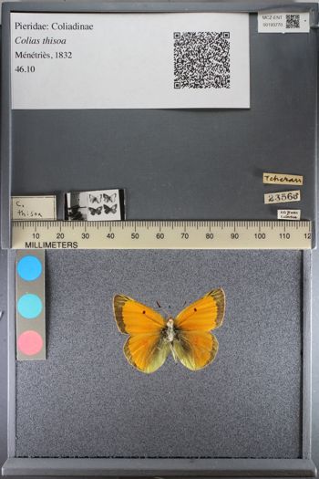 Media type: image;   Entomology 193770